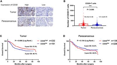 CD3D Is an Independent Prognostic Factor and Correlates With Immune Infiltration in Gastric Cancer